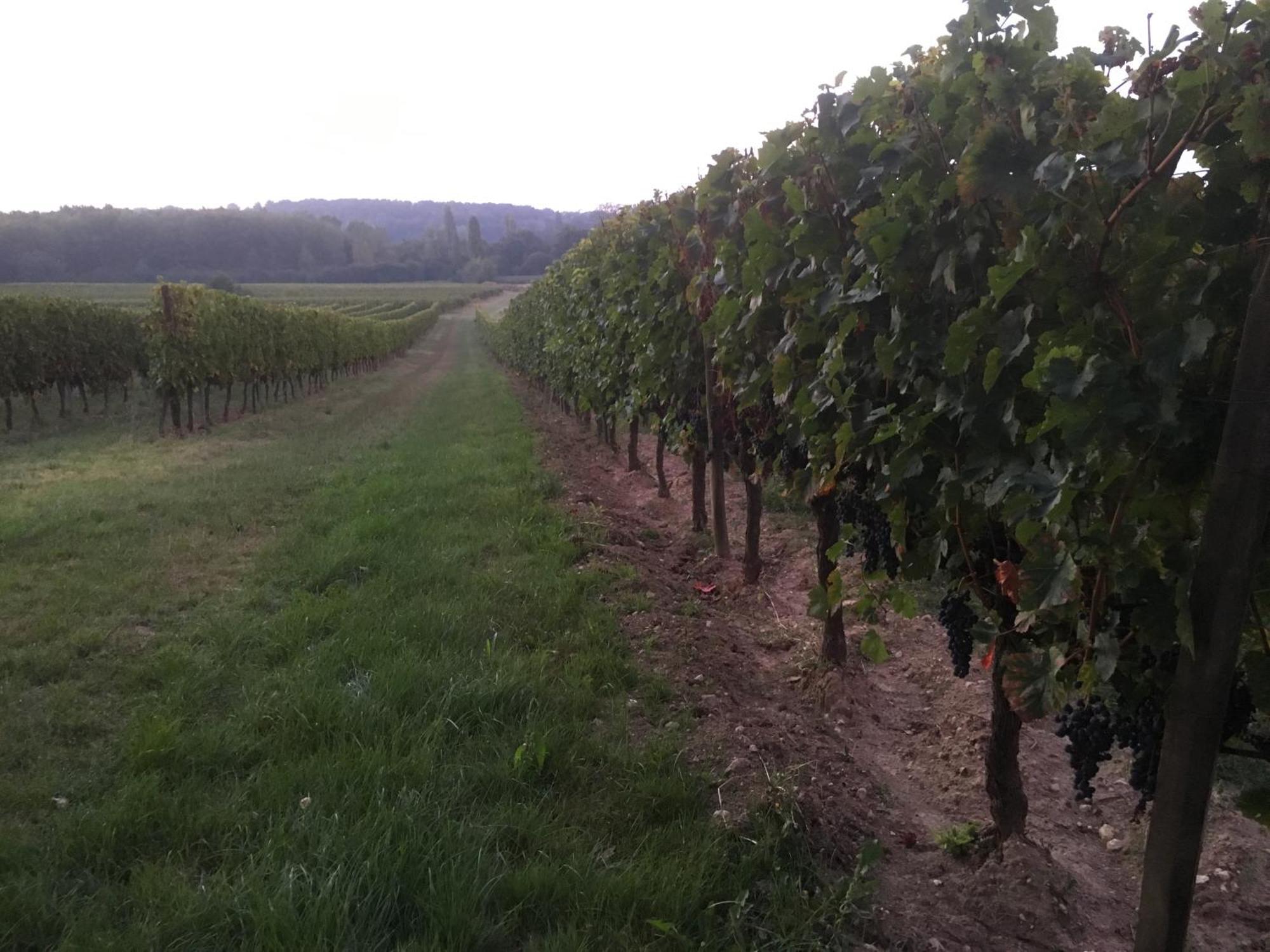 Chateau Le Noble Winery Near St Emilion Saint-Germain-du-Puch Екстериор снимка